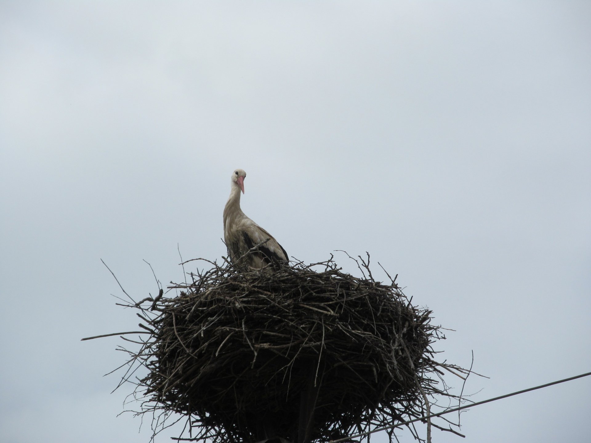 Download Animal White Stork 4k Ultra HD Wallpaper