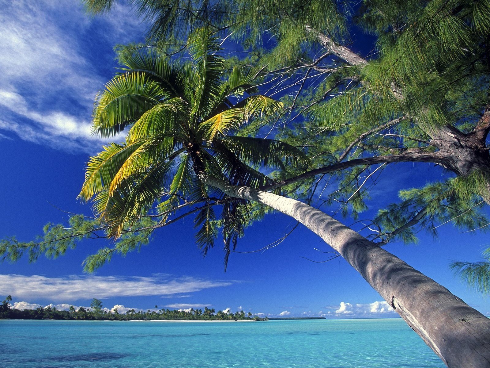 HD desktop wallpaper featuring a towering palm tree against a vibrant blue sky and lush greenery by the ocean, showcasing serene natural beauty.