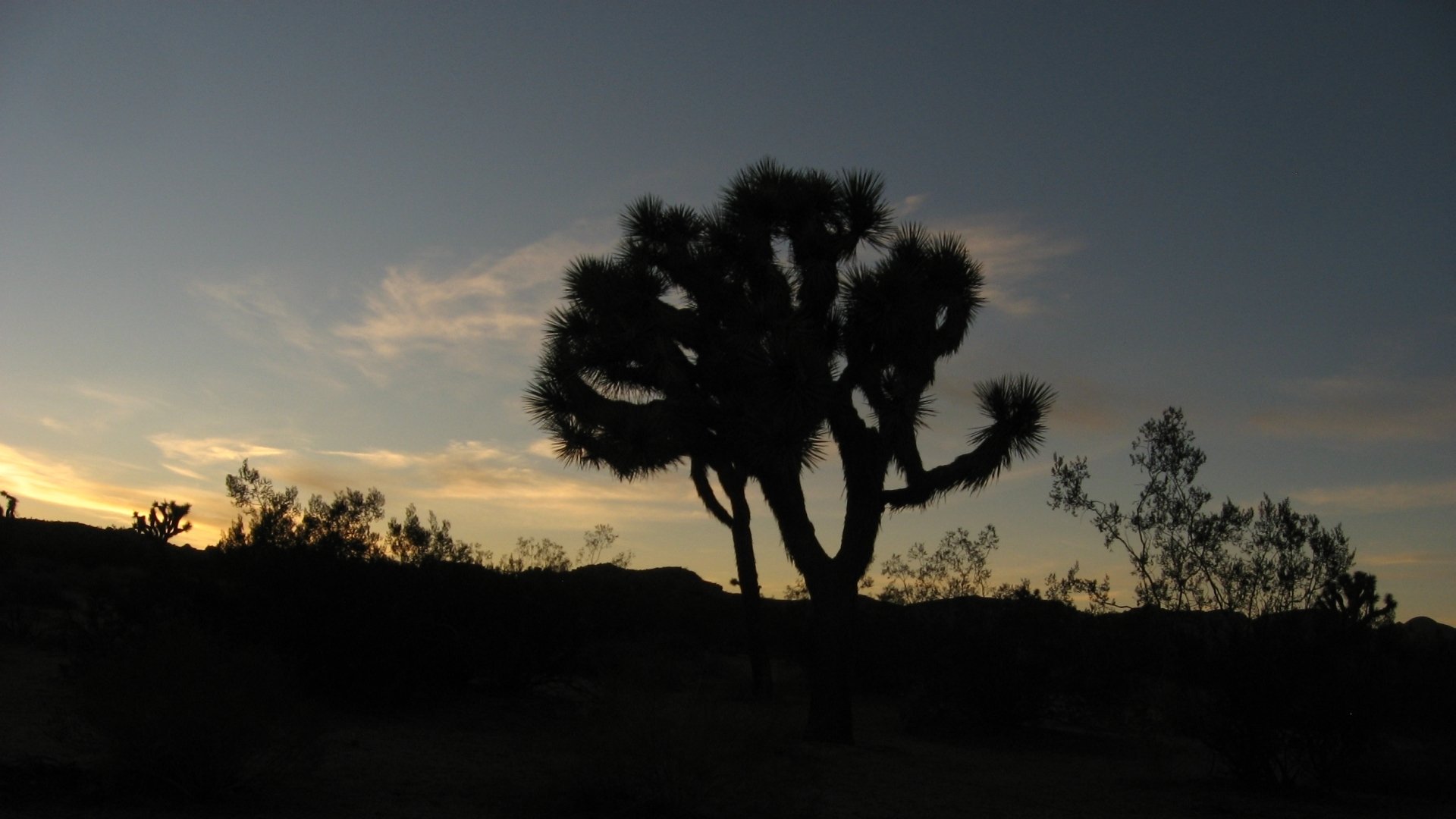 Download Nature Joshua Tree National Park HD Wallpaper