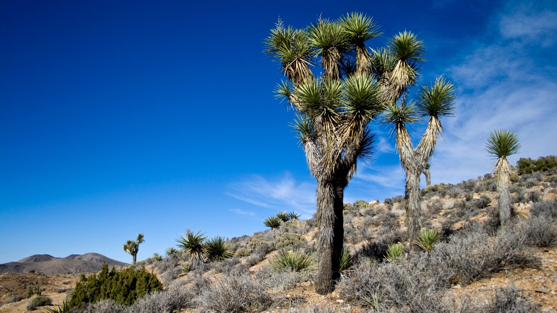 Download Nature Joshua Tree National Park HD Wallpaper | 1920x1080 ...