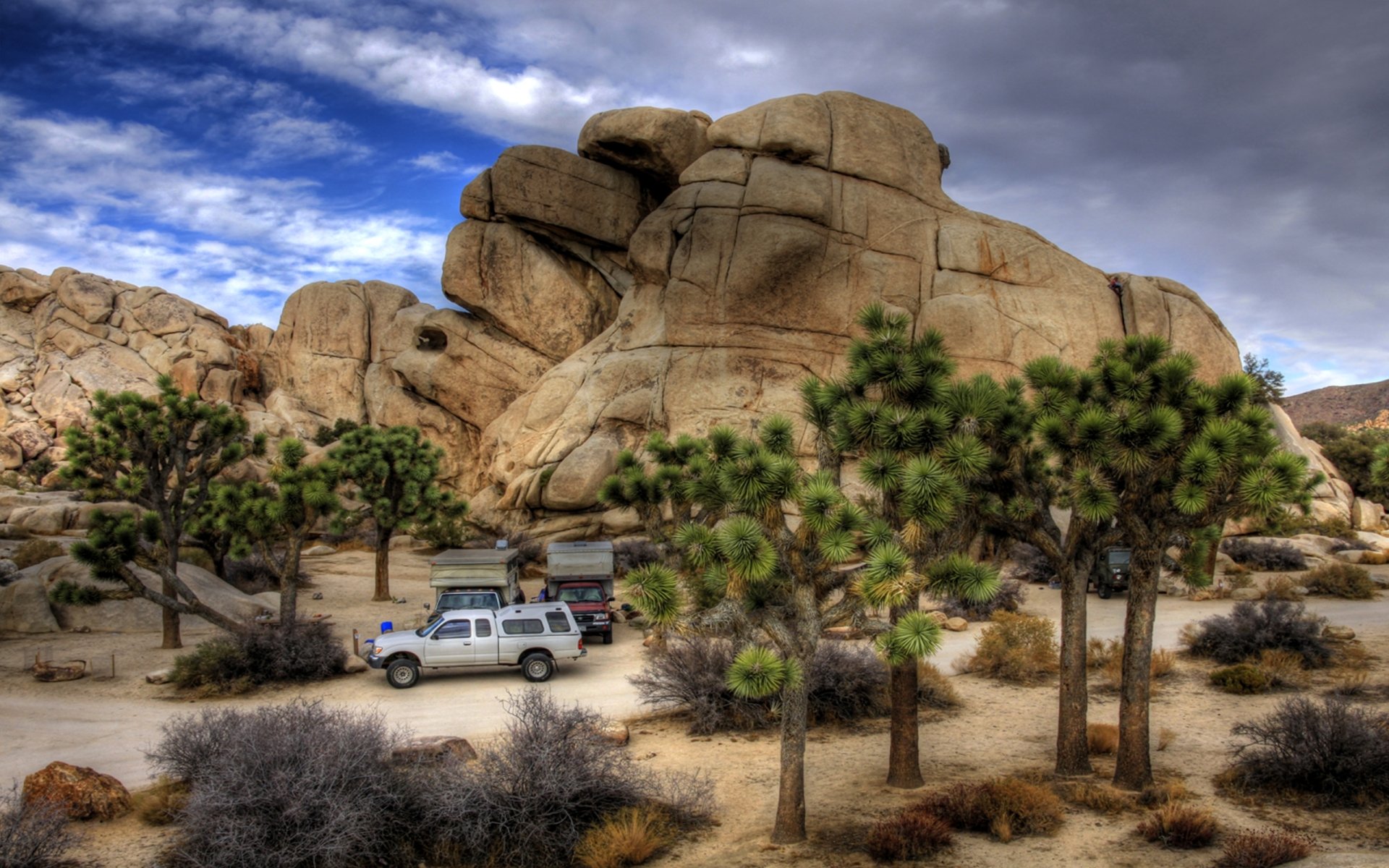 Download Nature Joshua Tree National Park HD Wallpaper | 2560x1600 ...