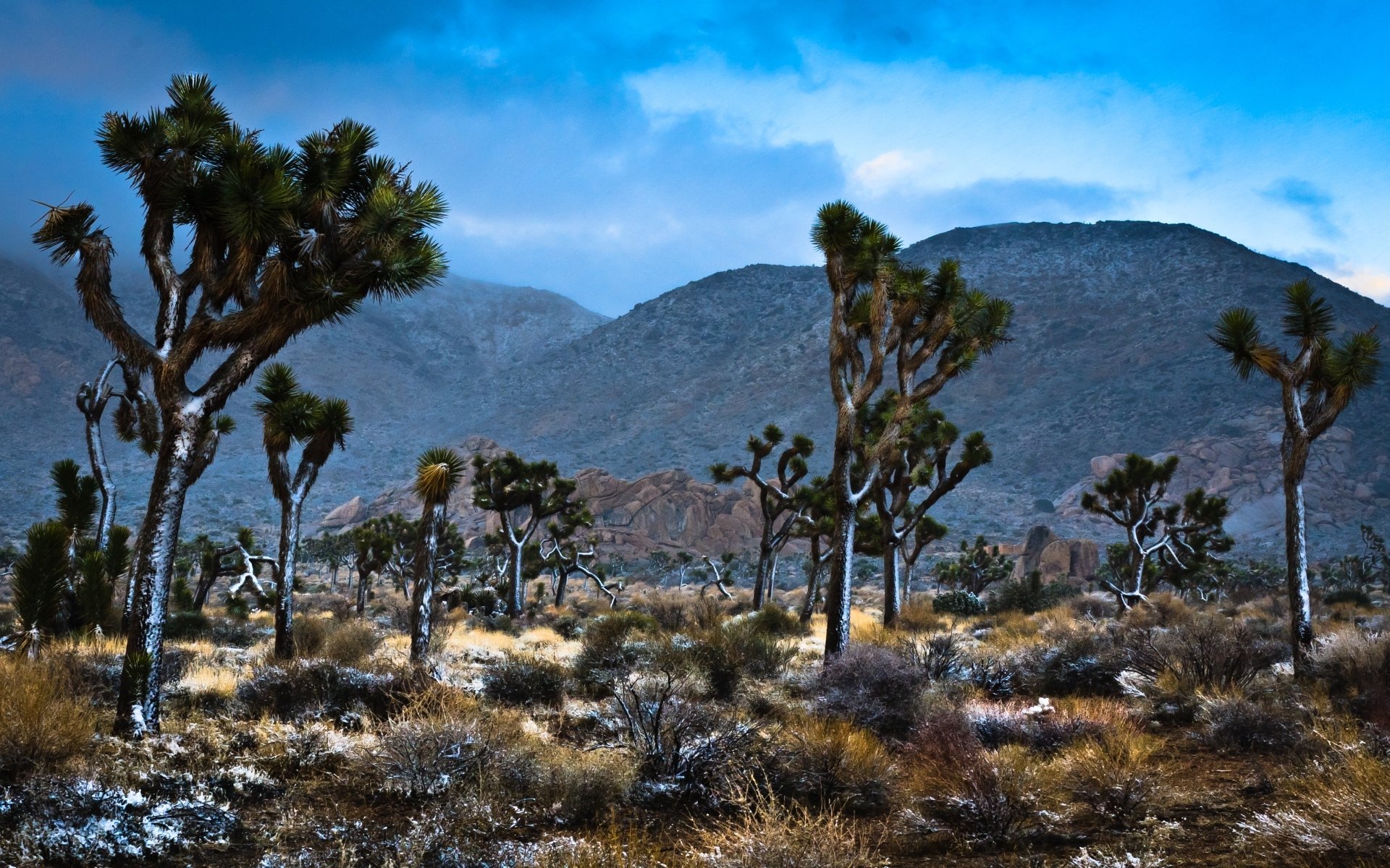 Download Nature Joshua Tree National Park Hd Wallpaper