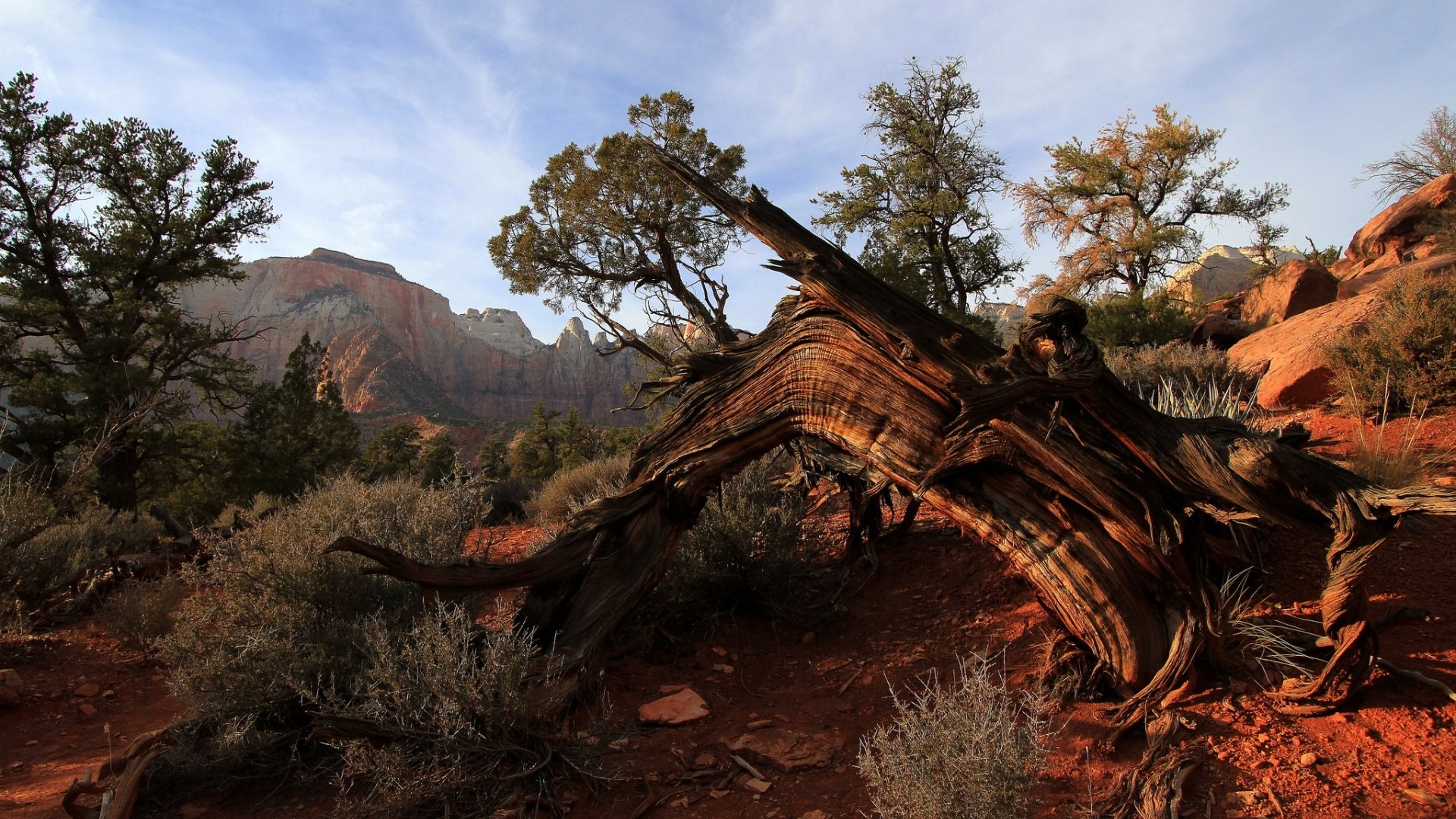HD PC desktop wallpaper: nature scene with a sunlit twisted tree trunk sprawled across red desert scrub and distant sandstone cliffs.