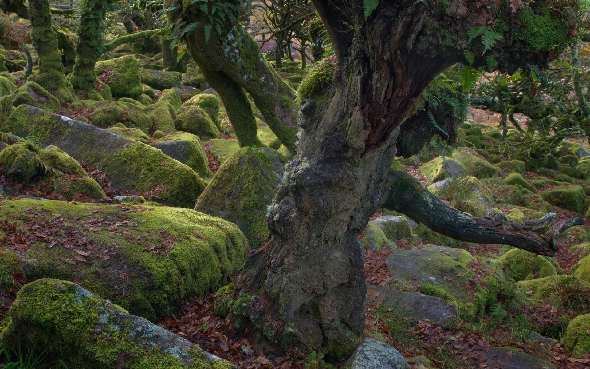 Download Moss Nature Twisted Tree HD Wallpaper
