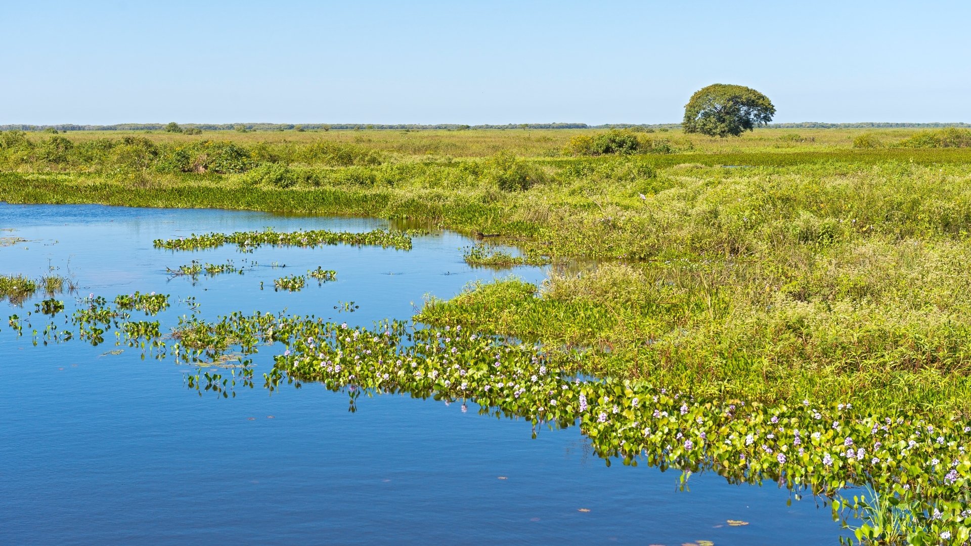 Download Nature Swamp HD Wallpaper