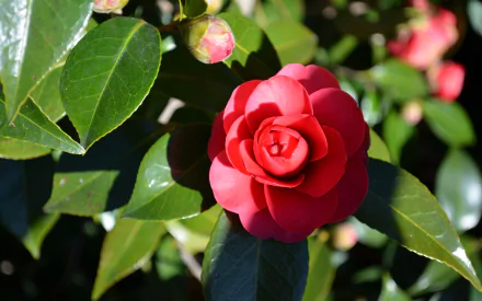 A vibrant red camellia flower surrounded by lush green leaves, showcasing the beauty of nature. This HD image serves as a striking desktop wallpaper and background.