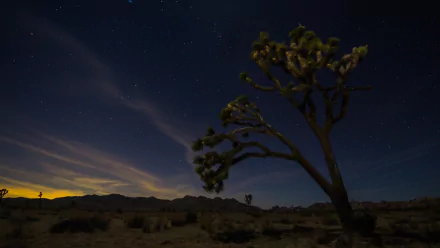 nature Joshua Tree National Park HD Desktop Wallpaper | Background Image