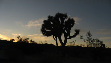 nature Joshua Tree National Park HD Desktop Wallpaper | Background Image