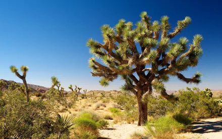 nature Joshua Tree National Park HD Desktop Wallpaper | Background Image