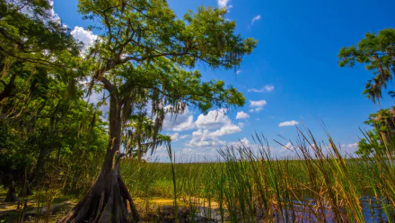 HD nature swamp PC desktop wallpaper — sunlit cypress trees draped in Spanish moss, tall marsh grasses and a bright blue sky.