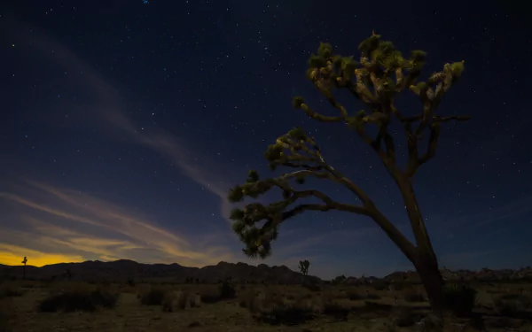 nature Joshua Tree National Park HD Desktop Wallpaper | Background Image