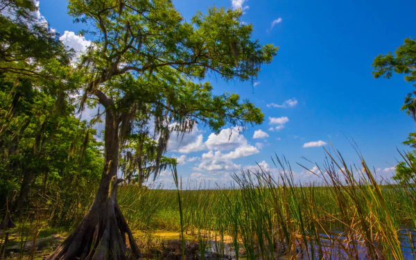nature swamp HD Desktop Wallpaper | Background Image