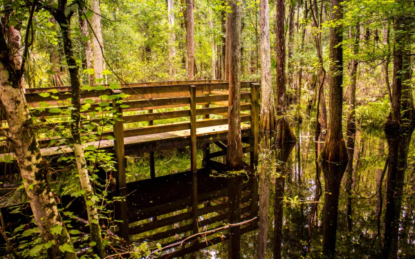 nature swamp HD Desktop Wallpaper | Background Image