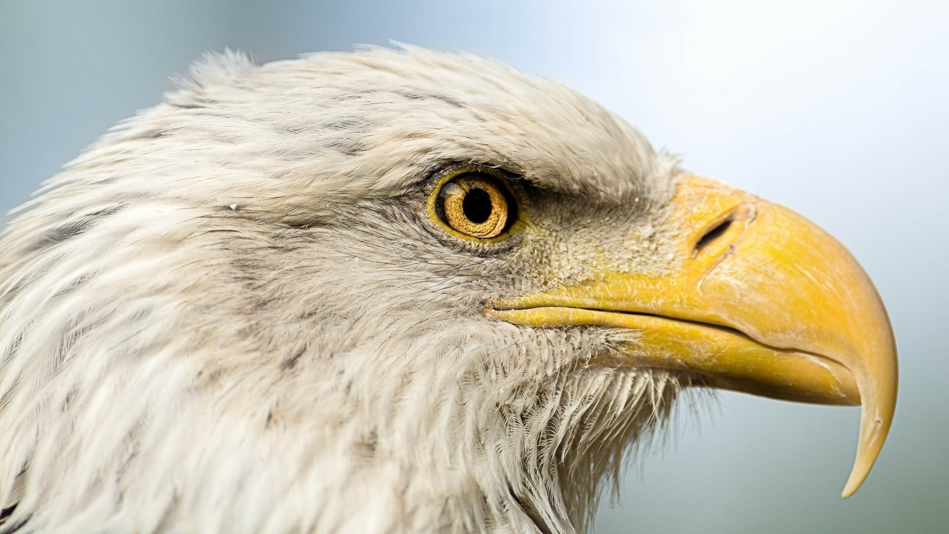 HD PC desktop wallpaper/background: close-up profile of a bald eagle (animal) with a yellow beak and piercing eye.