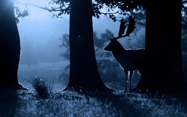HD desktop wallpaper featuring a silhouette of a deer in a misty, moonlit forest, casting an ethereal blue tone over the serene woods.