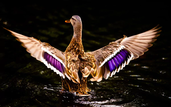 A stunning duck spreads its wings, showcasing vibrant purple feathers against a dark water background. This HD image serves as an impressive desktop wallpaper and background.
