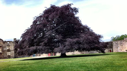 man made Bolsover Castle HD Desktop Wallpaper | Background Image