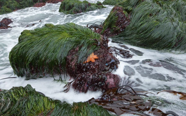 foam grass starfish seaweed sea nature seascape HD Desktop Wallpaper | Background Image