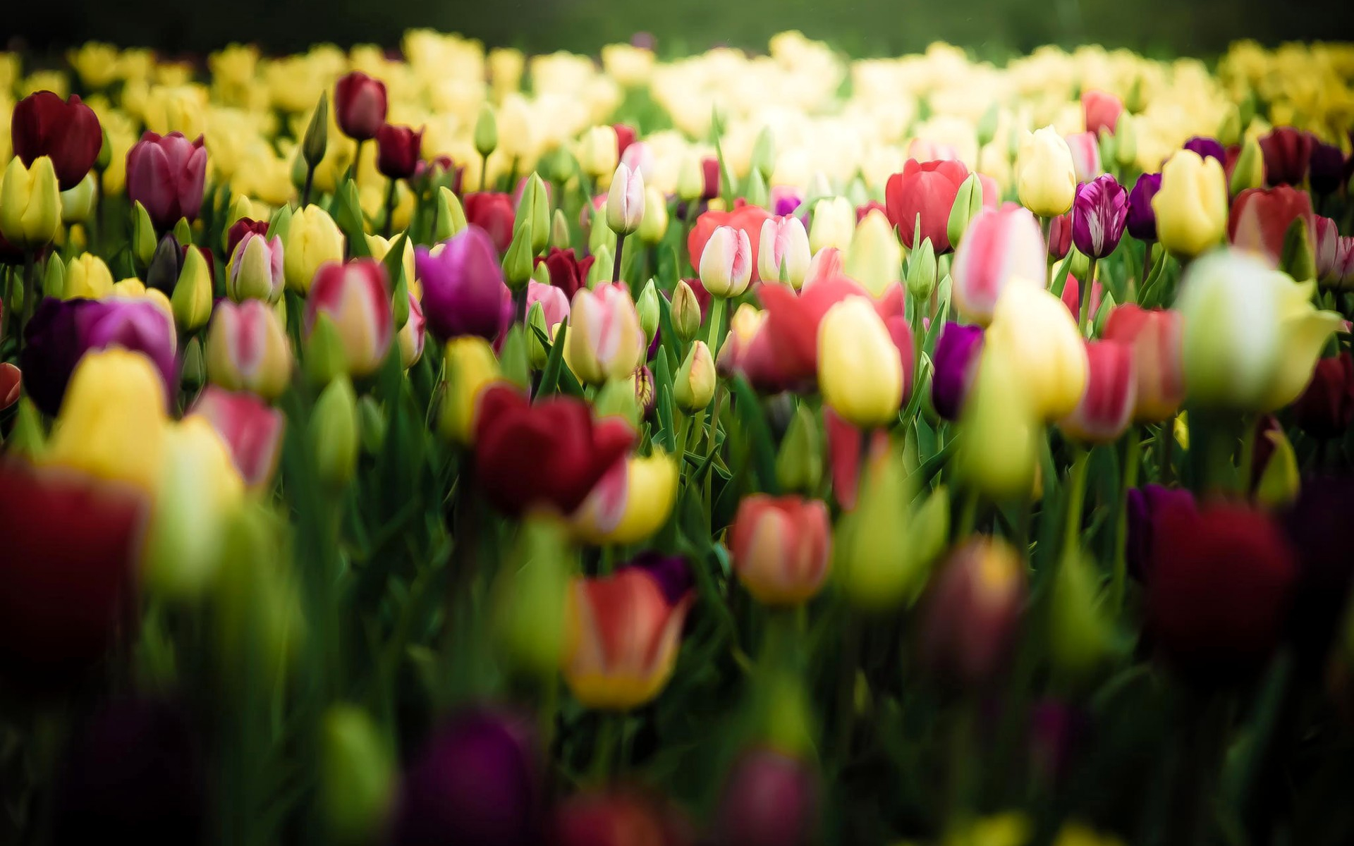 Tulip HD Wallpaper