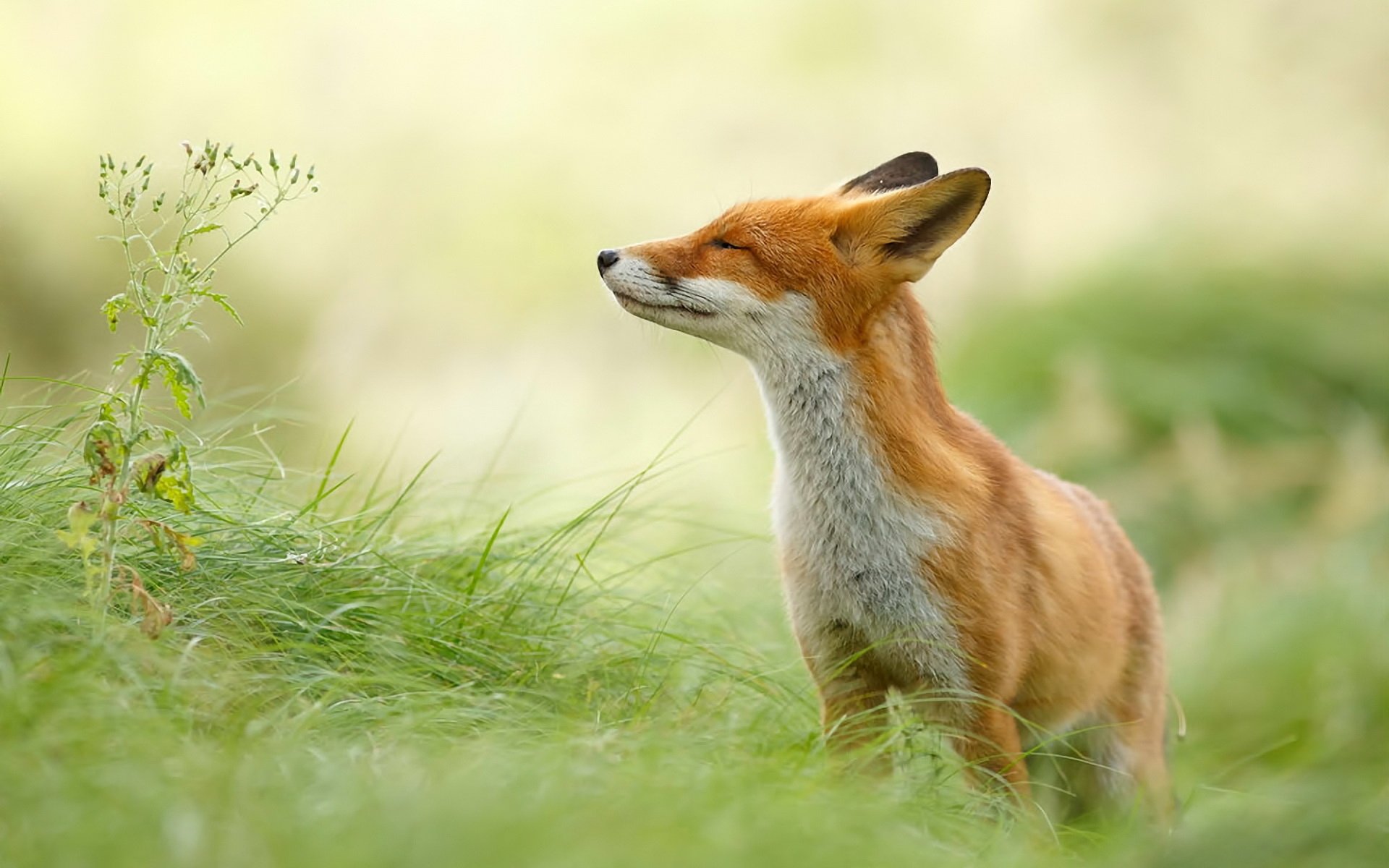 A red fox closing its eyes and basking in the sun amidst tall, green grass, captured as an HD desktop wallpaper background.