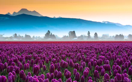 nature tulip HD Desktop Wallpaper | Background Image