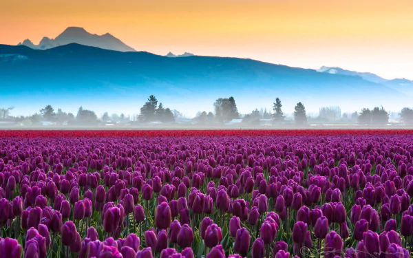 nature tulip HD Desktop Wallpaper | Background Image