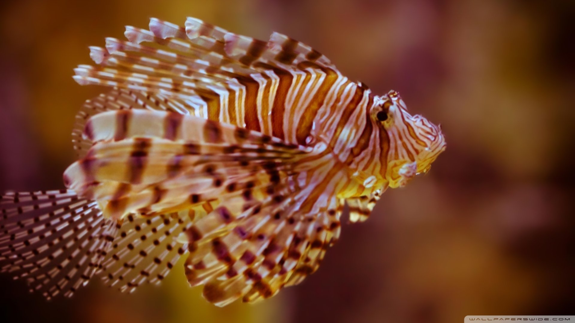 Download Fish Animal Lionfish HD Wallpaper