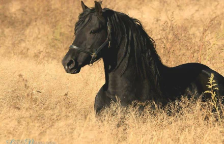 HD desktop wallpaper featuring a majestic black horse lying in a field of tall, golden grass.