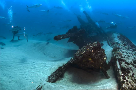 fish scuba diving Sports HD Desktop Wallpaper | Background Image