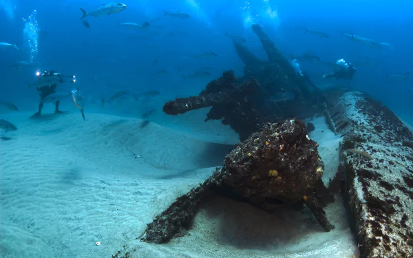 fish scuba diving Sports HD Desktop Wallpaper | Background Image