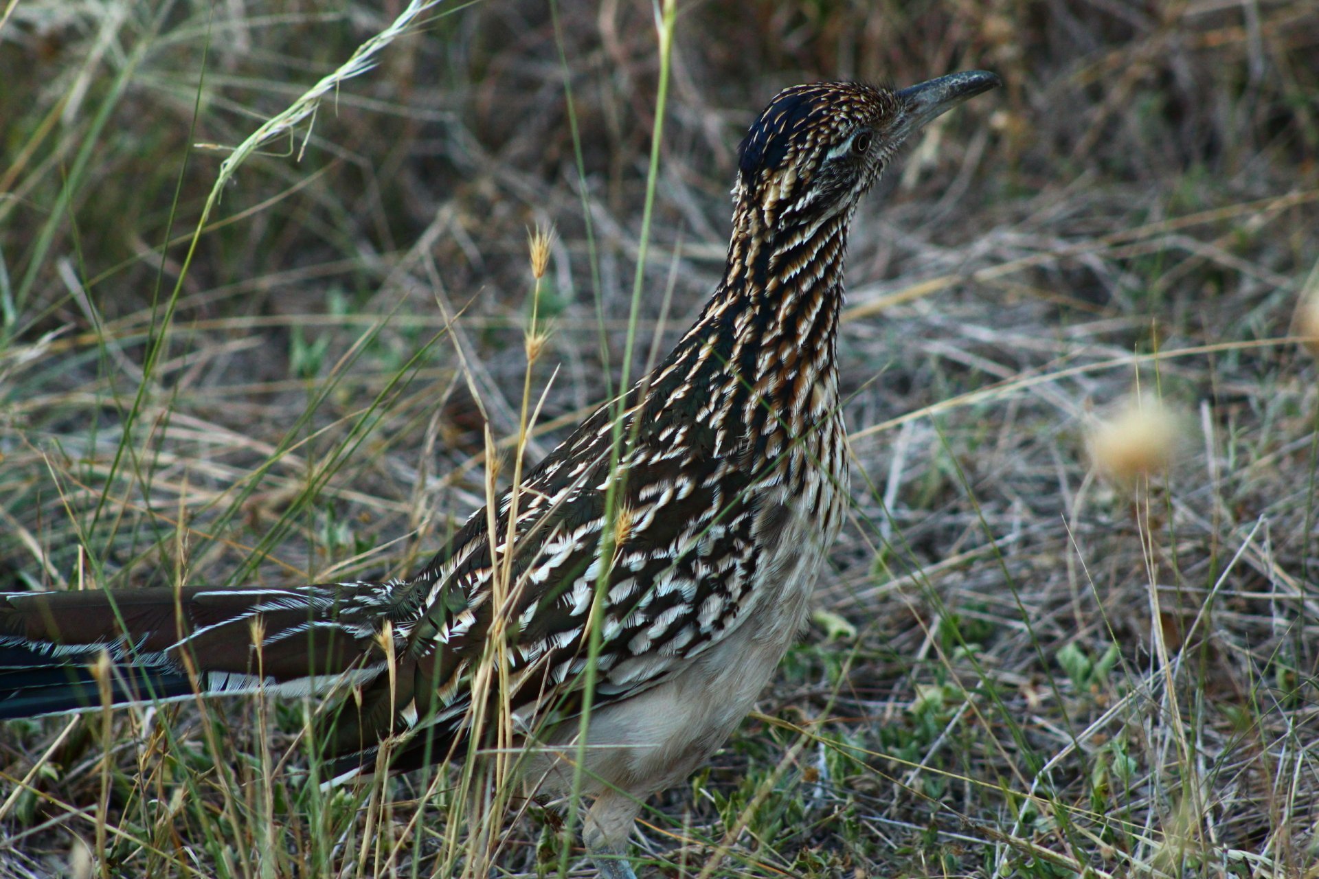 HD PC desktop wallpaper featuring a roadrunner bird standing in dry grass, showcasing its distinctive patterned feathers in a natural wildlife setting.
