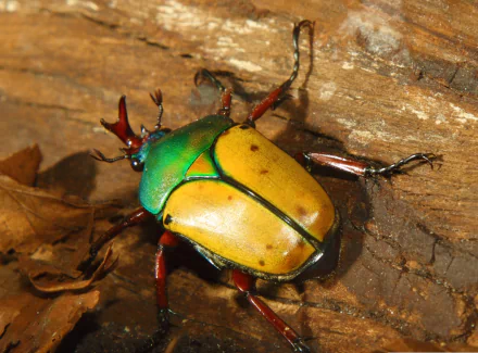 beatle Animal beetle HD Desktop Wallpaper | Background Image