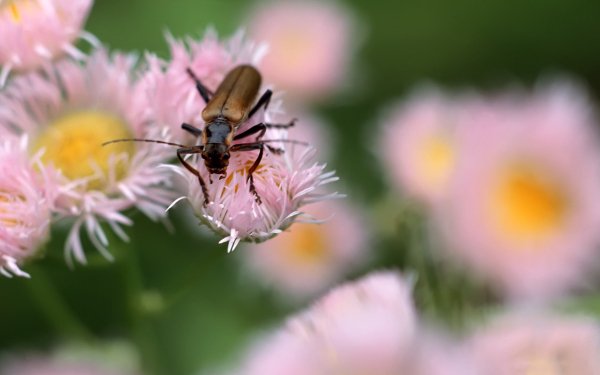 Animal Beetle Beatle Bug HD Wallpaper | Background Image