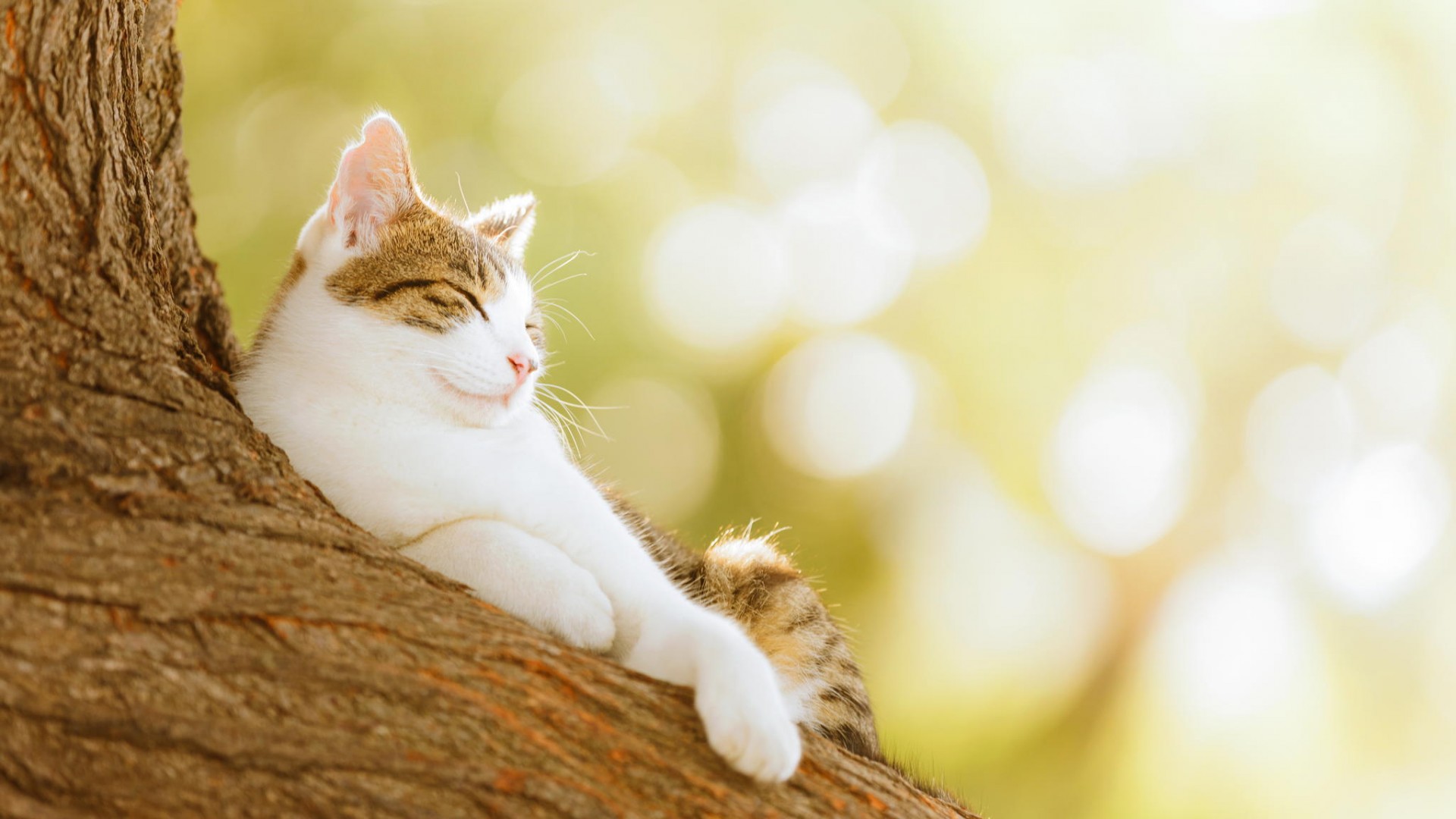 Serene Cat HD Wallpaper: Relaxing in Nature
