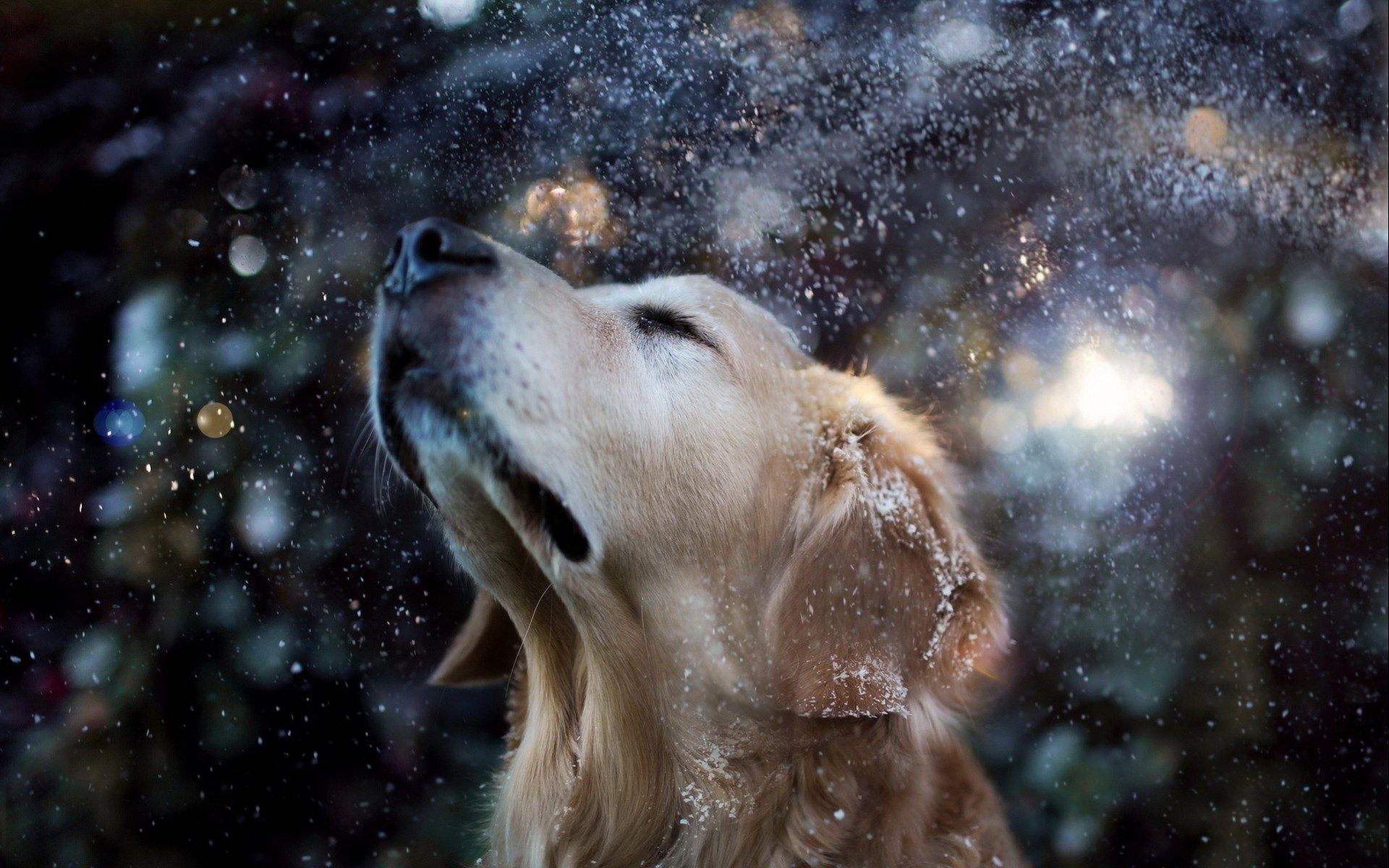 Golden Retriever Bliss A Stunning HD Wallpaper