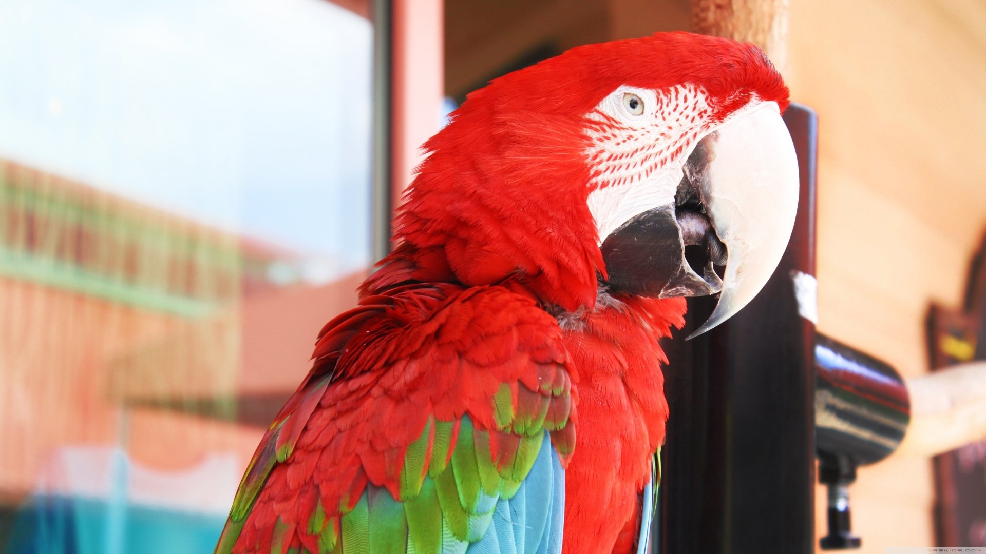 A vibrant red-and-green macaw bird perched indoors, captured in stunning 4K Ultra HD detail for a PC desktop wallpaper background.