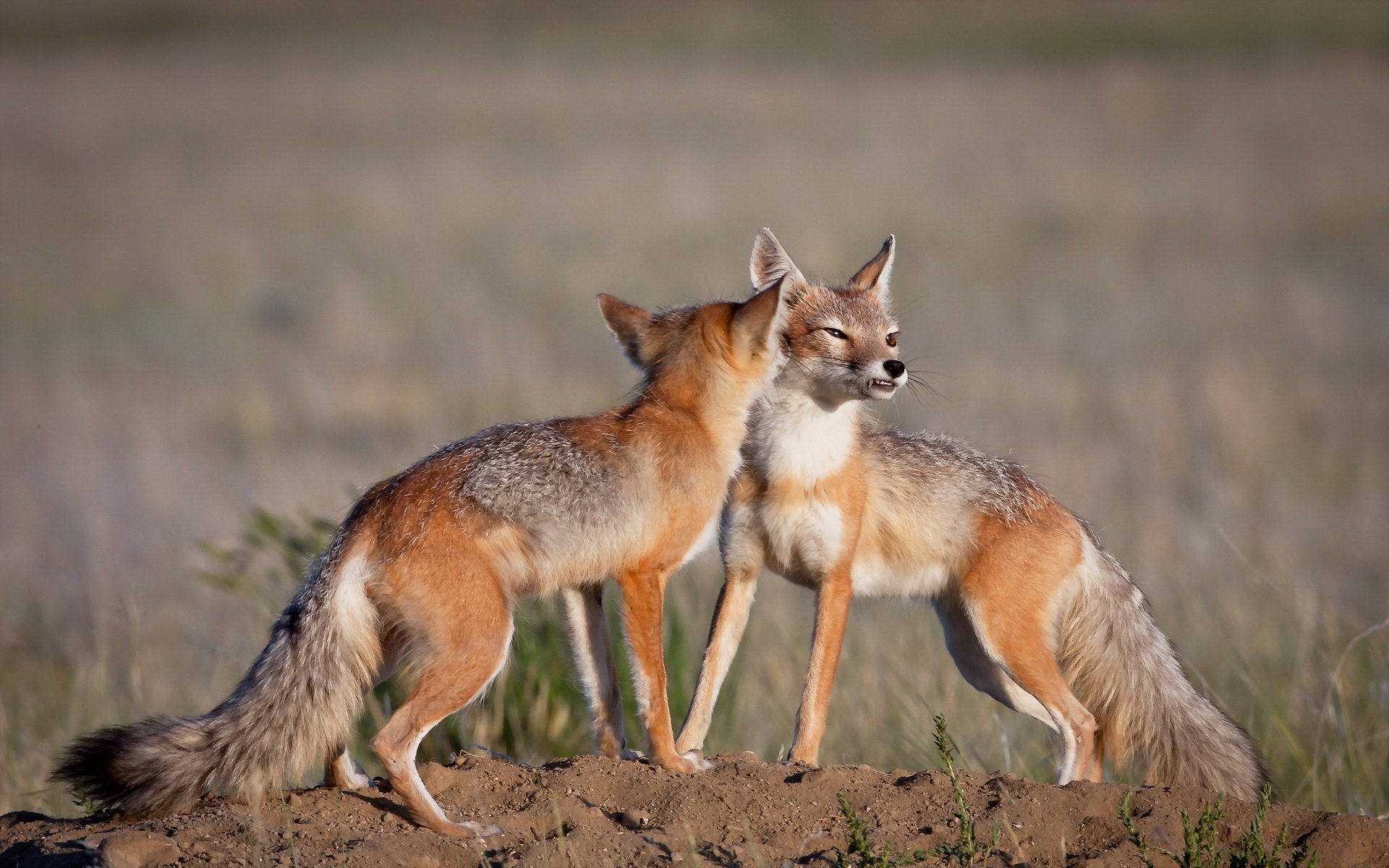 HD desktop wallpaper featuring two swift foxes interacting in a natural grassy habitat, showcasing their sleek fur and alert expressions.