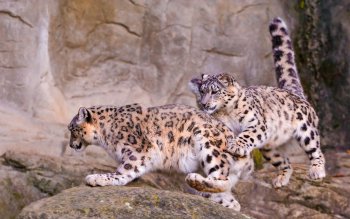snow leopard good wallpapers hd snow leopard good wallpapers hd