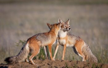 Swift Fox 高清壁纸 桌面背景
