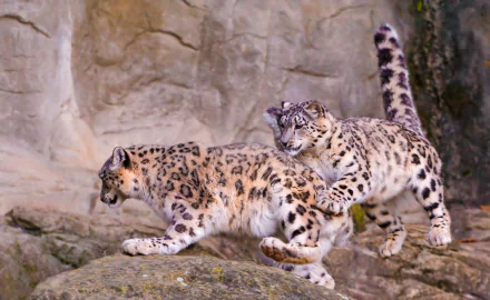 playing Animal snow leopard HD Desktop Wallpaper | Background Image