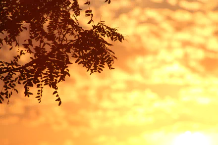  Shallow Depth of Field Tree Sunset