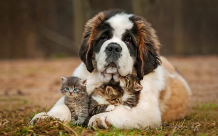A St. Bernard dog lovingly cuddles with two kittens in a serene outdoor setting, creating a warm and charming scene for a delightful HD desktop wallpaper.