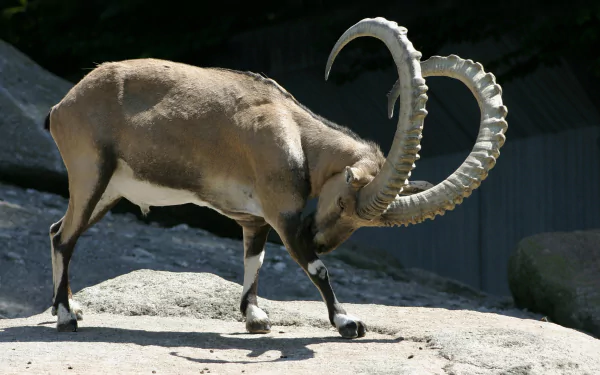 ibex Animal alpine ibex HD Desktop Wallpaper | Background Image