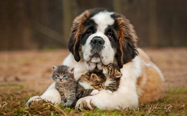 A St. Bernard dog lovingly cuddles with two kittens in a serene outdoor setting, creating a warm and charming scene for a delightful HD desktop wallpaper.