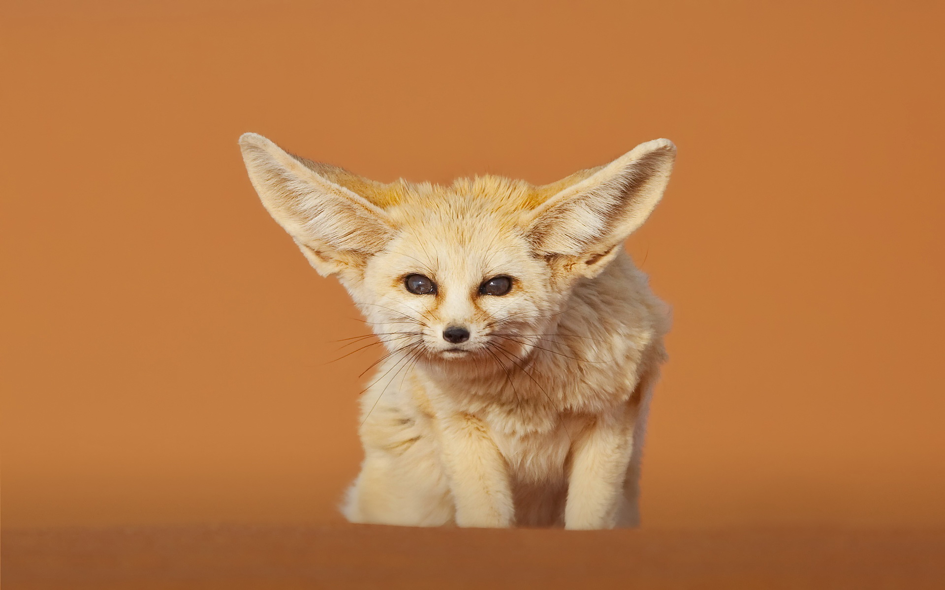 Animal Fennec Fox HD Wallpaper | Background Image