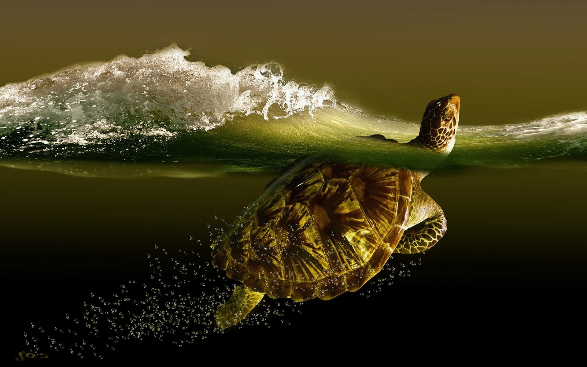Turtle Full HD Wallpaper and Background Image | 1920x1200 | ID:523565