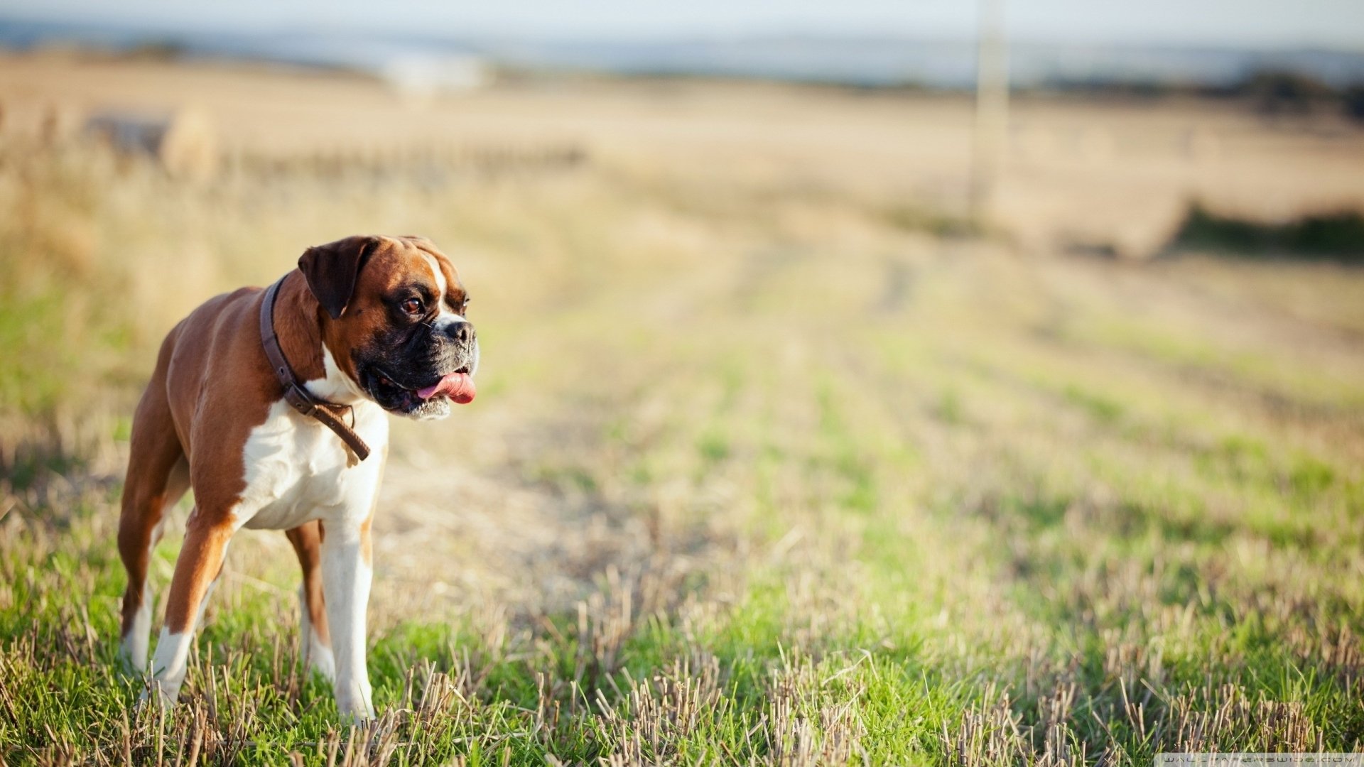 HD desktop wallpaper featuring a brown and white Boxer dog standing attentively in a grassy field under a soft, natural light.