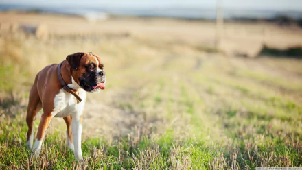 HD desktop wallpaper featuring a brown and white Boxer dog standing attentively in a grassy field under a soft, natural light.