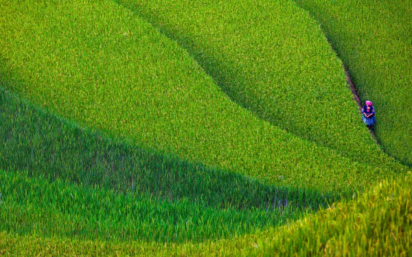 HD PC desktop wallpaper showing vibrant green man-made rice terraces with a lone figure walking along a narrow path.