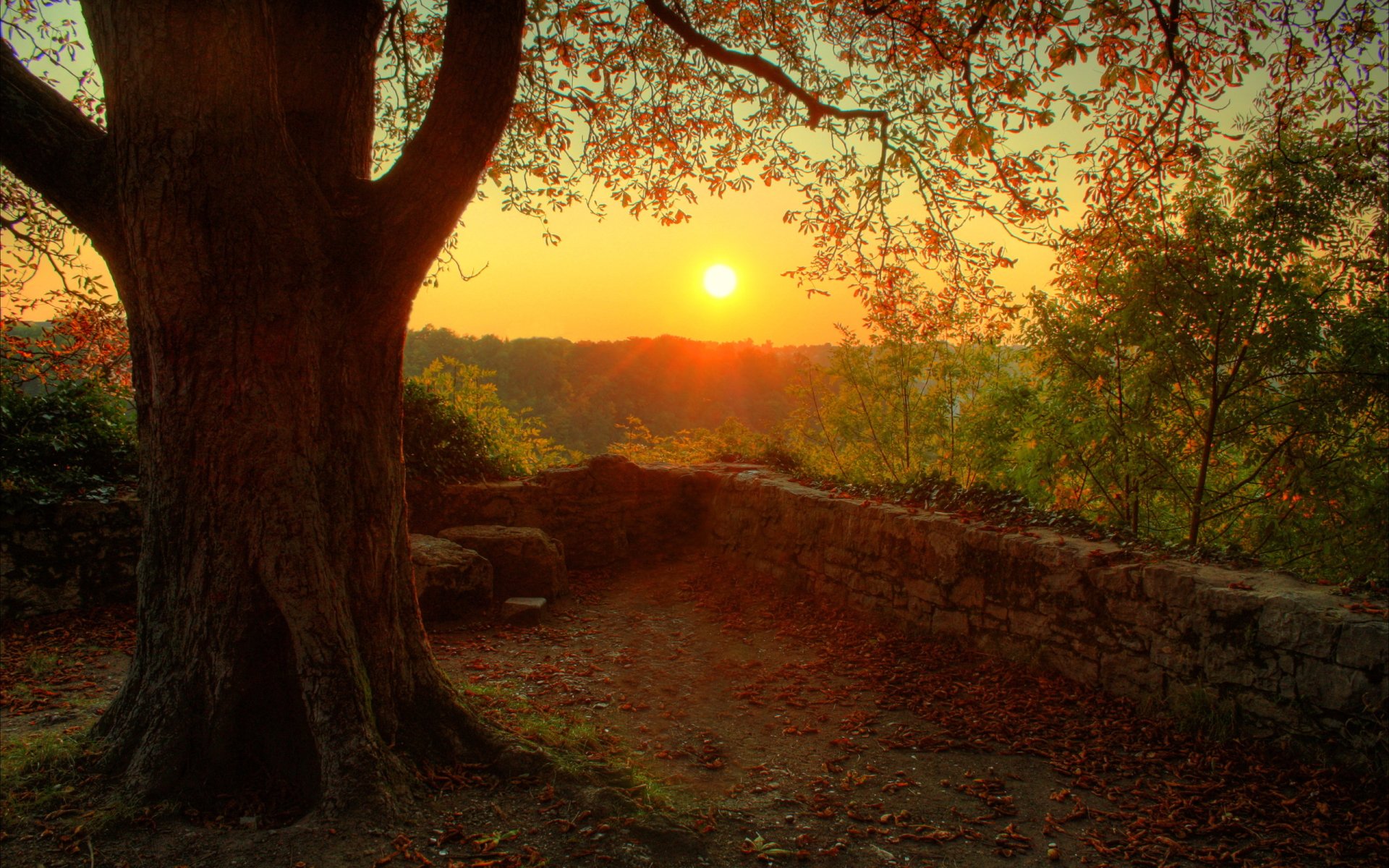 A tranquil sunset over a lush landscape, framed by a large tree and stone wall, creating a serene atmosphere in this HD nature wallpaper.
